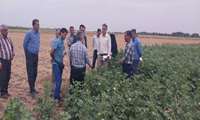 بازدید از مزارع پنبه شهرستان علی اباد کتول